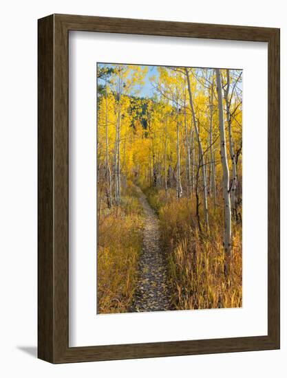 USA, Wyoming. Trail through autumn Aspens and grasslands, Black Tail Butte, Grand Teton NP.-Judith Zimmerman-Framed Photographic Print