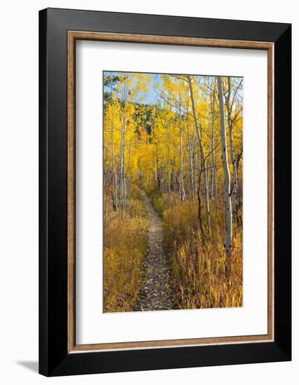 USA, Wyoming. Trail through autumn Aspens and grasslands, Black Tail Butte, Grand Teton NP.-Judith Zimmerman-Framed Photographic Print