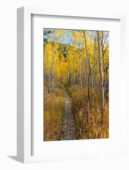 USA, Wyoming. Trail through autumn Aspens and grasslands, Black Tail Butte, Grand Teton NP.-Judith Zimmerman-Framed Photographic Print