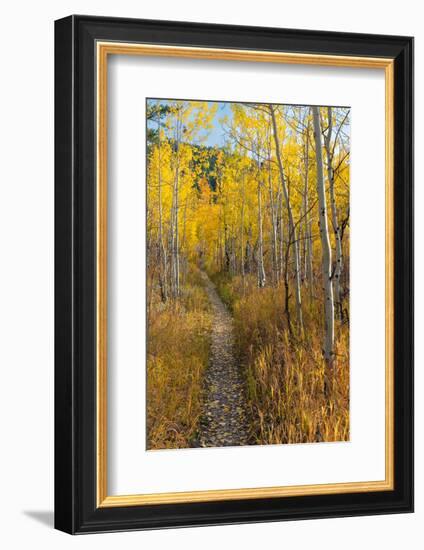 USA, Wyoming. Trail through autumn Aspens and grasslands, Black Tail Butte, Grand Teton NP.-Judith Zimmerman-Framed Photographic Print