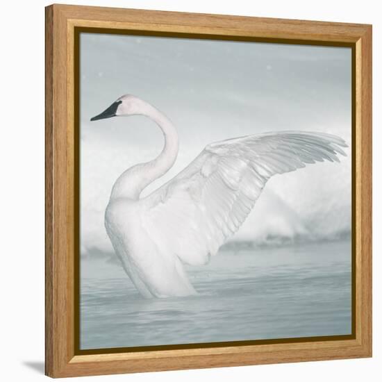 USA, Wyoming, Trumpeter Swan Stretches Wings on a Cold Winter Morning-Elizabeth Boehm-Framed Premier Image Canvas