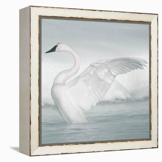 USA, Wyoming, Trumpeter Swan Stretches Wings on a Cold Winter Morning-Elizabeth Boehm-Framed Premier Image Canvas