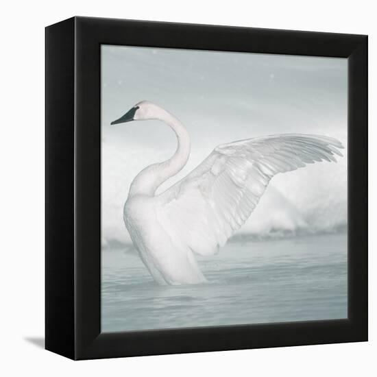 USA, Wyoming, Trumpeter Swan Stretches Wings on a Cold Winter Morning-Elizabeth Boehm-Framed Premier Image Canvas