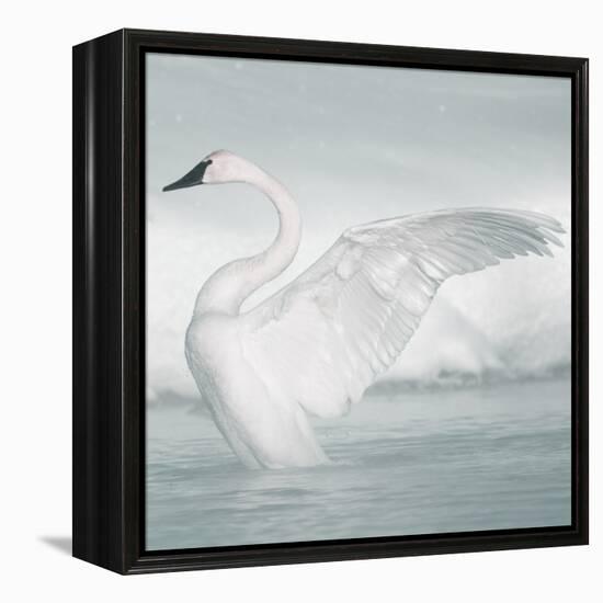 USA, Wyoming, Trumpeter Swan Stretches Wings on a Cold Winter Morning-Elizabeth Boehm-Framed Premier Image Canvas