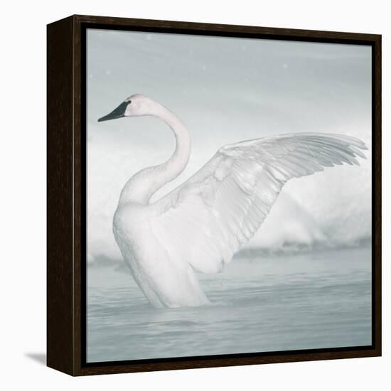 USA, Wyoming, Trumpeter Swan Stretches Wings on a Cold Winter Morning-Elizabeth Boehm-Framed Premier Image Canvas