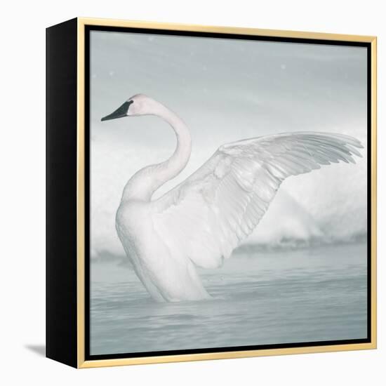 USA, Wyoming, Trumpeter Swan Stretches Wings on a Cold Winter Morning-Elizabeth Boehm-Framed Premier Image Canvas