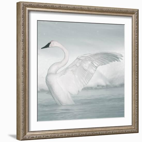 USA, Wyoming, Trumpeter Swan Stretches Wings on a Cold Winter Morning-Elizabeth Boehm-Framed Photographic Print