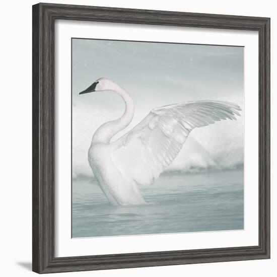 USA, Wyoming, Trumpeter Swan Stretches Wings on a Cold Winter Morning-Elizabeth Boehm-Framed Photographic Print