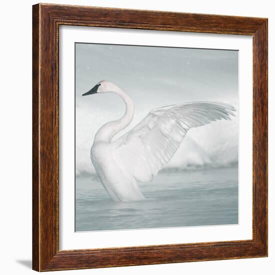 USA, Wyoming, Trumpeter Swan Stretches Wings on a Cold Winter Morning-Elizabeth Boehm-Framed Photographic Print