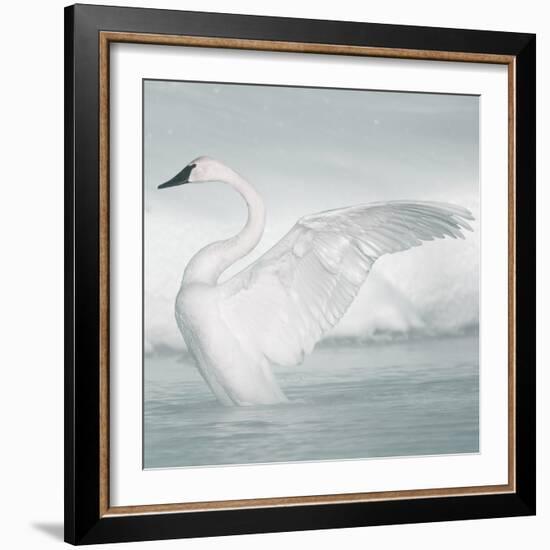 USA, Wyoming, Trumpeter Swan Stretches Wings on a Cold Winter Morning-Elizabeth Boehm-Framed Photographic Print