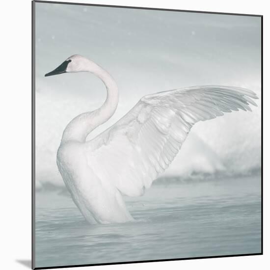 USA, Wyoming, Trumpeter Swan Stretches Wings on a Cold Winter Morning-Elizabeth Boehm-Mounted Photographic Print