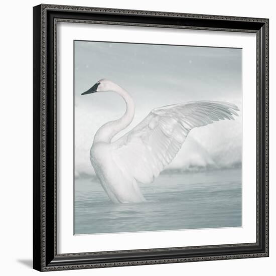 USA, Wyoming, Trumpeter Swan Stretches Wings on a Cold Winter Morning-Elizabeth Boehm-Framed Photographic Print