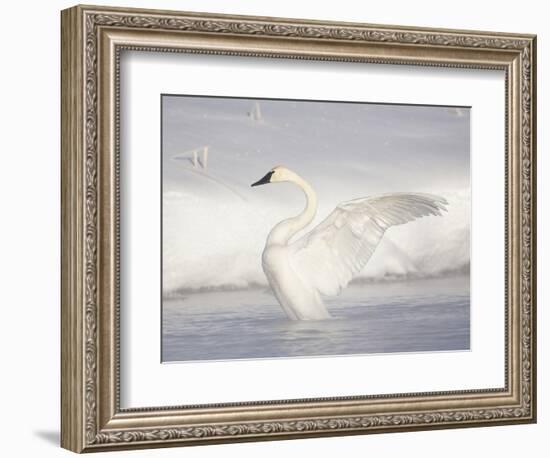 USA, Wyoming, Trumpeter Swan Stretches Wings on a Cold Winter Morning-Elizabeth Boehm-Framed Photographic Print