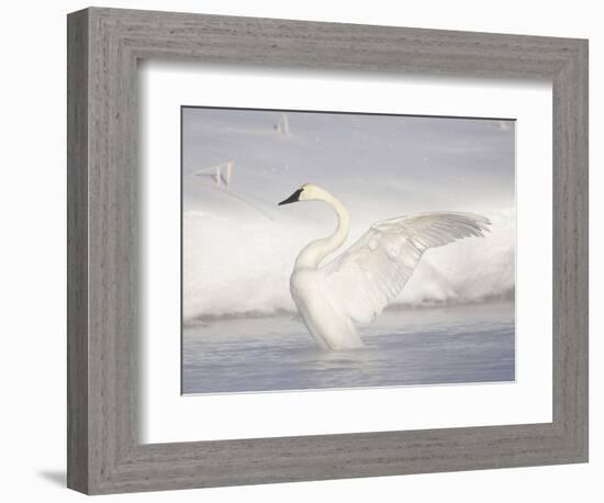 USA, Wyoming, Trumpeter Swan Stretches Wings on a Cold Winter Morning-Elizabeth Boehm-Framed Photographic Print