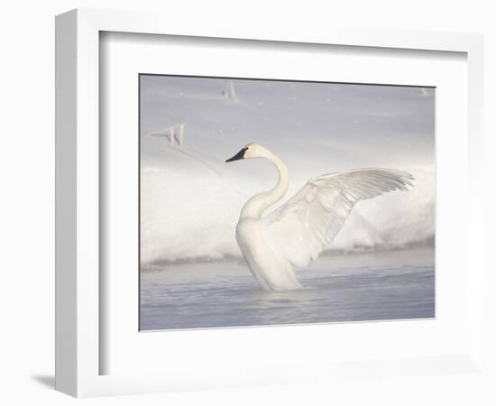 USA, Wyoming, Trumpeter Swan Stretches Wings on a Cold Winter Morning-Elizabeth Boehm-Framed Photographic Print