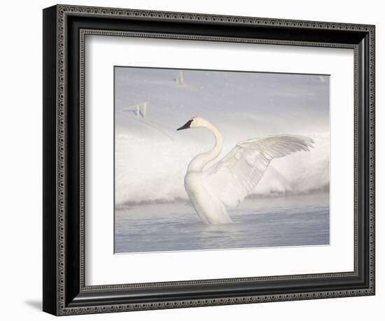 USA, Wyoming, Trumpeter Swan Stretches Wings on a Cold Winter Morning-Elizabeth Boehm-Framed Photographic Print