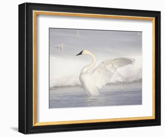 USA, Wyoming, Trumpeter Swan Stretches Wings on a Cold Winter Morning-Elizabeth Boehm-Framed Photographic Print