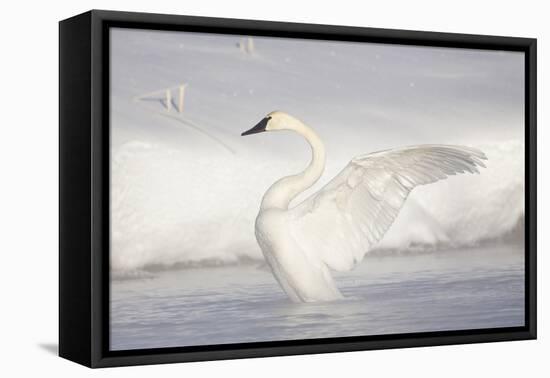 USA, Wyoming, Trumpeter Swan stretches wings on a cold winter morning-Elizabeth Boehm-Framed Premier Image Canvas