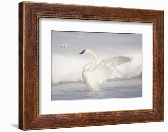 USA, Wyoming, Trumpeter Swan stretches wings on a cold winter morning-Elizabeth Boehm-Framed Photographic Print