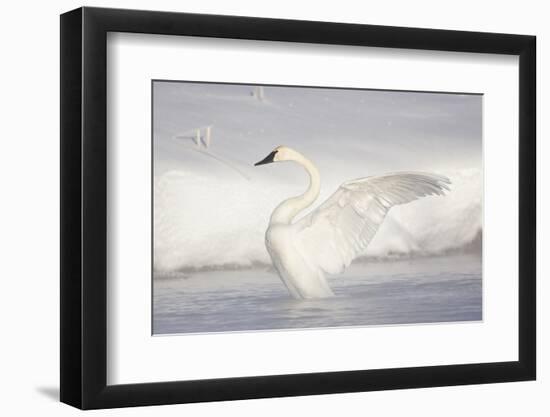 USA, Wyoming, Trumpeter Swan stretches wings on a cold winter morning-Elizabeth Boehm-Framed Photographic Print