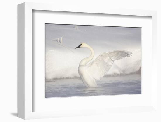 USA, Wyoming, Trumpeter Swan stretches wings on a cold winter morning-Elizabeth Boehm-Framed Photographic Print