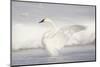 USA, Wyoming, Trumpeter Swan stretches wings on a cold winter morning-Elizabeth Boehm-Mounted Photographic Print