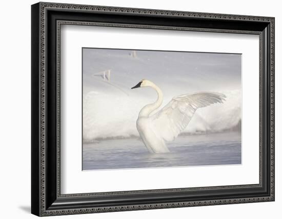 USA, Wyoming, Trumpeter Swan stretches wings on a cold winter morning-Elizabeth Boehm-Framed Photographic Print