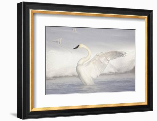 USA, Wyoming, Trumpeter Swan stretches wings on a cold winter morning-Elizabeth Boehm-Framed Photographic Print
