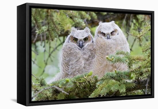 USA, Wyoming, Two Fledged Great Horned Owl Chicks Roosting in Conifer-Elizabeth Boehm-Framed Premier Image Canvas