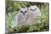 USA, Wyoming, Two Fledged Great Horned Owl Chicks Roosting in Conifer-Elizabeth Boehm-Mounted Photographic Print