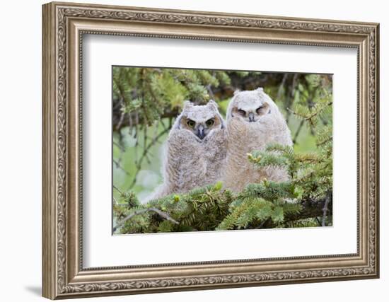 USA, Wyoming, two fledged Great Horned Owl chicks roosting in conifer-Elizabeth Boehm-Framed Photographic Print