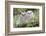 USA, Wyoming, two fledged Great Horned Owl chicks roosting in conifer-Elizabeth Boehm-Framed Photographic Print