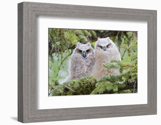 USA, Wyoming, two fledged Great Horned Owl chicks roosting in conifer-Elizabeth Boehm-Framed Photographic Print