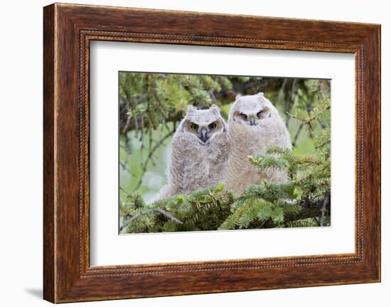 USA, Wyoming, two fledged Great Horned Owl chicks roosting in conifer-Elizabeth Boehm-Framed Photographic Print