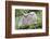 USA, Wyoming, two fledged Great Horned Owl chicks roosting in conifer-Elizabeth Boehm-Framed Photographic Print