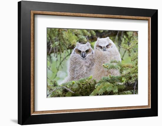 USA, Wyoming, two fledged Great Horned Owl chicks roosting in conifer-Elizabeth Boehm-Framed Photographic Print