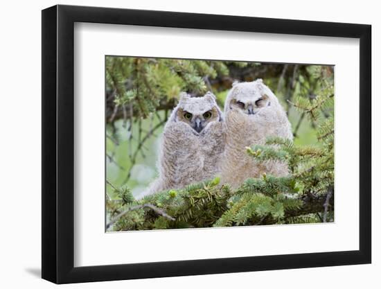 USA, Wyoming, two fledged Great Horned Owl chicks roosting in conifer-Elizabeth Boehm-Framed Photographic Print