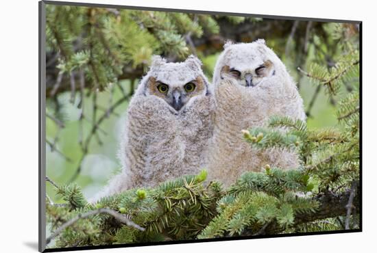 USA, Wyoming, two fledged Great Horned Owl chicks roosting in conifer-Elizabeth Boehm-Mounted Photographic Print