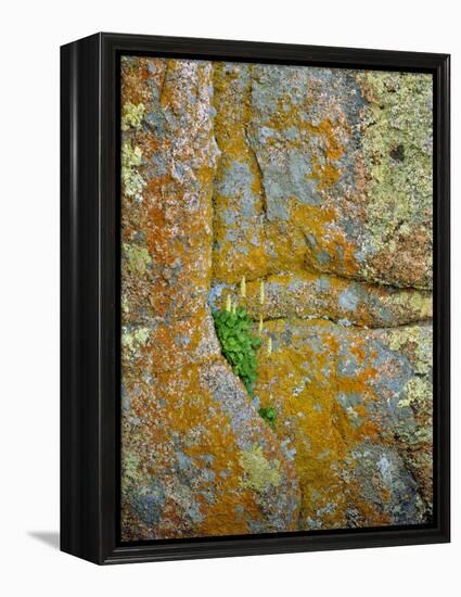 USA, Wyoming, Vedauwoo Park. Poker Heuchera Plant on Cliff Face-Steve Terrill-Framed Premier Image Canvas