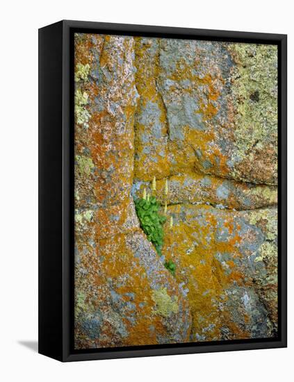 USA, Wyoming, Vedauwoo Park. Poker Heuchera Plant on Cliff Face-Steve Terrill-Framed Premier Image Canvas