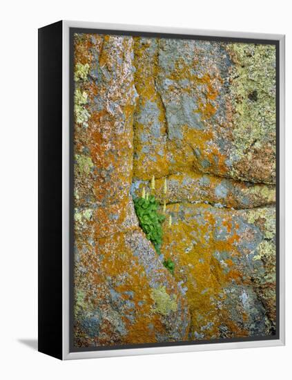 USA, Wyoming, Vedauwoo Park. Poker Heuchera Plant on Cliff Face-Steve Terrill-Framed Premier Image Canvas