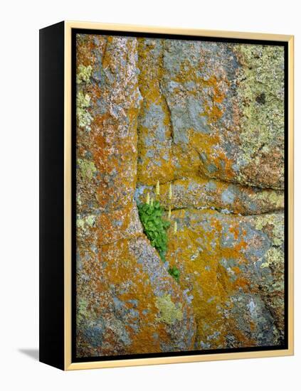 USA, Wyoming, Vedauwoo Park. Poker Heuchera Plant on Cliff Face-Steve Terrill-Framed Premier Image Canvas