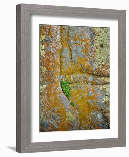 USA, Wyoming, Vedauwoo Park. Poker Heuchera Plant on Cliff Face-Steve Terrill-Framed Photographic Print