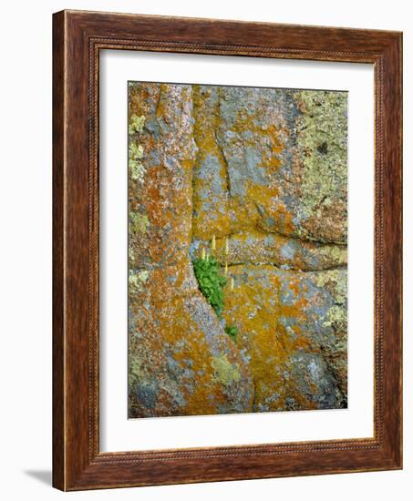 USA, Wyoming, Vedauwoo Park. Poker Heuchera Plant on Cliff Face-Steve Terrill-Framed Photographic Print