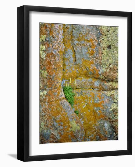 USA, Wyoming, Vedauwoo Park. Poker Heuchera Plant on Cliff Face-Steve Terrill-Framed Photographic Print