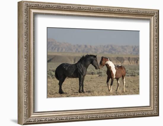 USA, Wyoming. Wild horses greeting each other.-Jaynes Gallery-Framed Photographic Print