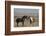 USA, Wyoming. Wild horses greeting each other.-Jaynes Gallery-Framed Photographic Print