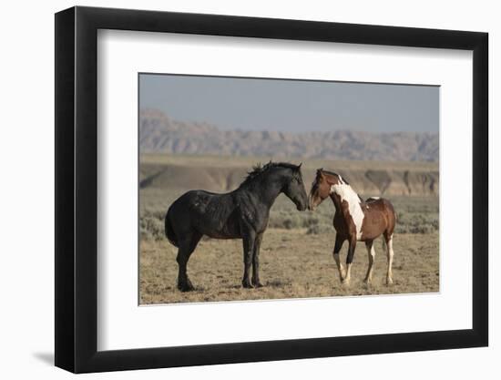 USA, Wyoming. Wild horses greeting each other.-Jaynes Gallery-Framed Photographic Print