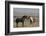 USA, Wyoming. Wild horses greeting each other.-Jaynes Gallery-Framed Photographic Print