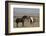 USA, Wyoming. Wild horses greeting each other.-Jaynes Gallery-Framed Photographic Print